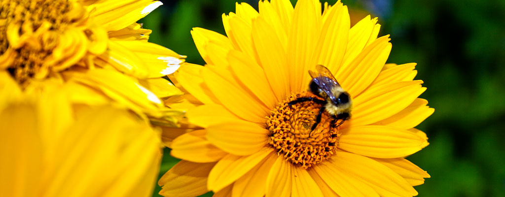 Bumble Bee on a Flower Bumble Bee on a Flower